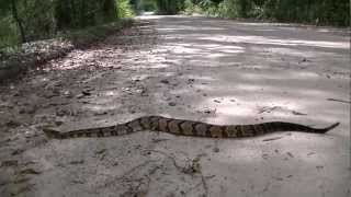 Canebrake Rattlesnake in North Florida [upl. by Lleihsad166]