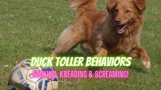 Duck Toller Behavior  Featuring sucking amp Kneading And the famous Toller Scream [upl. by Len]