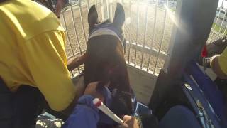 Trey Ellis trained horse jockey cam [upl. by Aicatsue]