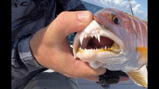 Giant BARBADOS QUEEN SNAPPER and BOTTOM FISH Catch Clean Cook [upl. by Tychonn]