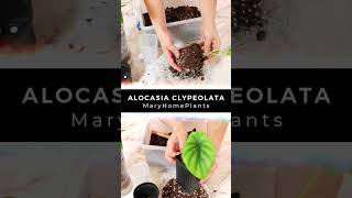 Alocasia Clypeolata [upl. by Rafa]