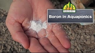 Boron in Aquaponics Systems [upl. by Ydolem]