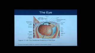 Anatomy and Physiology Help Chapter 17 Light OverviewFlythrough of Special Senses [upl. by Heda]