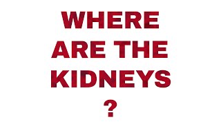 Where are the kidneys [upl. by Araz]