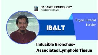 iBALT Inducible BronchusAssociated Lymphoid Tissue Organ limfoid Tersier [upl. by Annoyek]