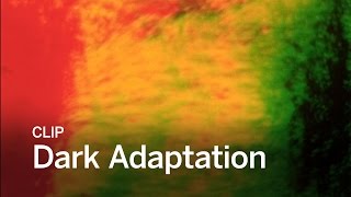 DARK ADAPTATION Clip  Festival 2016 [upl. by Fi]