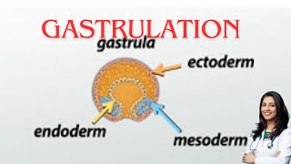 Gastrulation germ layer subOBG explanation by chandni maam [upl. by Noyrb]