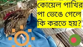 কোয়েল পাখির পা ভেঙে গেলে কি করতে হয়কোয়েল পাখি পালনkoel pakhir pa venge gele ki korbo koel palon [upl. by Nigrom976]