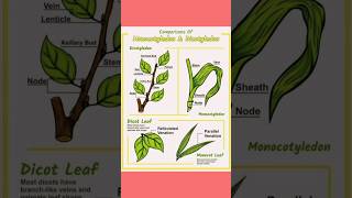 Monocotyledon Vs Dicotyledonshortsvideo shorts viralvideoshorts biology plants [upl. by Marylin]