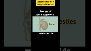 Full Process of Spermatogenesis spermatogenesis neetbiologyshort shortbiology [upl. by Wellesley]