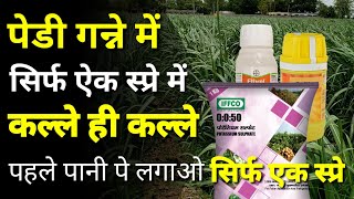 सिर्फ एक स्प्रे में कल्ले की कल्ले । Bayer Ethrel Ethephon 39 Systemic plant growth regulator [upl. by Nairoc]