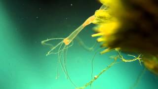 life in a bowl  documentary about hydra daphnia copepods [upl. by Deehsar]