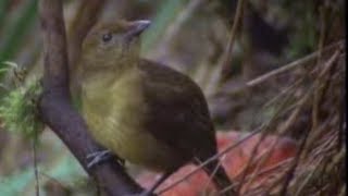 Animal Behaviour of the Australian bowerbird  David Attenborough  BBC wildlife [upl. by Enram]