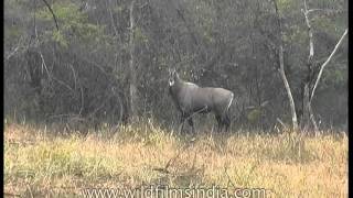 Nilgai or Bluebull in Panna Madhya Pradesh [upl. by Kalle88]