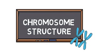 Chromosome Structure amp Types  How many Chromosomes does Humans have  POCKET BIO [upl. by Ahsai]