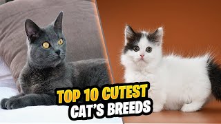 Top 10 Cutest Cat Breeds 1 [upl. by Rombert722]