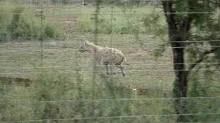 Hyena Running [upl. by Retsam]