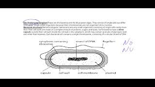 classification chapter kingdom Fungi prokaryotes Protista [upl. by Gnohp948]