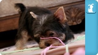 Hilarious Yorkie Puppies Attack Rolls of Yarn  Puppy Love [upl. by Nylatsyrc]