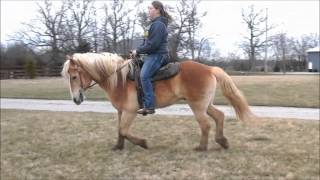 Eddie a Haflinger gelding walk trot canter video [upl. by Feinleib]