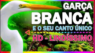 GARÇA BRANCA  LINDÍSSIMA E O SEU CANTO DESCONHECIDO  LINDO DEMAIS CANTO DA GARÇA  HD [upl. by Nylrahc257]