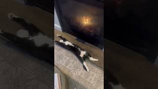 What a life Cat chills by toasty fire place [upl. by Ttenaej]