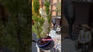 Forest Bonsai Mixed colors TaxusTejo amp Atriplex bonsai forest tejo bonsaiindonesia garden 庭 [upl. by Gilly917]