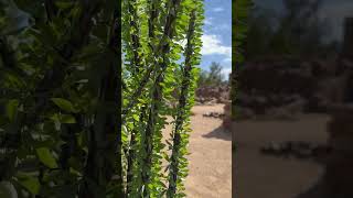 Salado Ruins amp Ocotillo at BeshBaGowah Archaeological Park in Globe Arizona [upl. by Damek301]