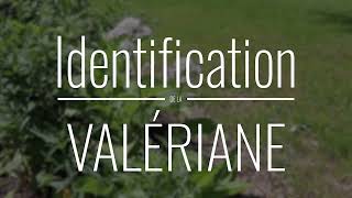 Valériane son identification et ses propriétés plantesmedicinales herboristerie [upl. by Ortensia]