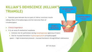 Killians dehiscence or Killians triangle [upl. by Htebzile]