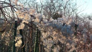 Spaziergang am Auweg und Auberg Bruchsal [upl. by Klockau739]