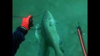 spearfishing carrabelle fl the bumps part 1amp2 [upl. by Jadda940]