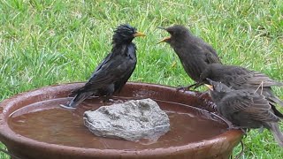 European Starling family triplets bathing  first lessons [upl. by Nicolai]