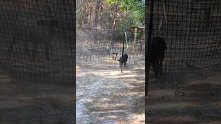 Pig Brig Net Hog Trapping viralvideo share wildanimals viralshorts tednugent rockstar music [upl. by Arlinda189]