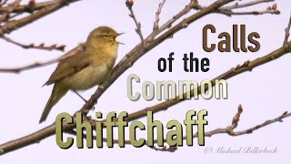 Chiffchaff Song and Contact Call birds birdsounds [upl. by Idnahk]