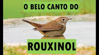 CANTO DO PÁSSARO ROUXINOL  ROUXINOL CANTANDO NA NATUREZA  BELO CANTO DO ROUXINOL GRAVADO EM HQ [upl. by Ninnahc]