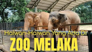 Kenali Haiwan  Zoo Melaka  Safari [upl. by Bee]