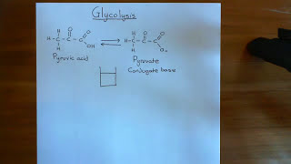 Glycolysis Part 1 [upl. by Yracaz497]