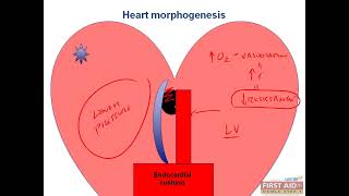 Heart Morphogenesis CVS embryology video part 2 from USMLE First Aid Step one [upl. by Leidag]