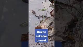 Biawak balibiawak biawakair [upl. by Ennaitsirhc]