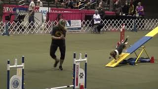 Dazzle the Basset Hound at the 2021 AKC Agility Invitational [upl. by Vatsug]