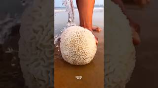 Brain Coral sciencefacts facts shorts [upl. by Solrak]