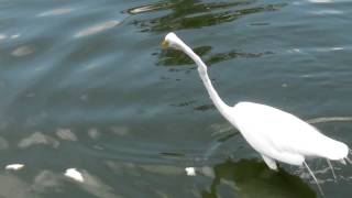 Great Egret displaying fishing skills [upl. by Travis257]