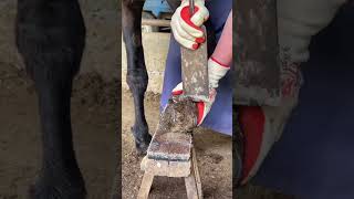 Expert Farrier Shares Top Horse Hoof Care Secrets Part 2 farrier horse satisfying hooftriming [upl. by Gentille]