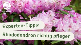 Rhododendron Pflege Rhododendron düngen ausbrechen amp gießen ExpertenTipps [upl. by Myrtice]