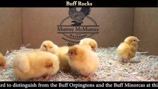 Buff Rock Chicks [upl. by Inele]