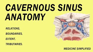 Cavernous Sinus Anatomy Relations Boundaries Extent and Tributaries anatomy [upl. by Pip]