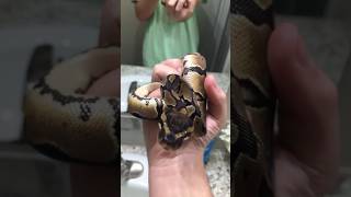 Het pied axanthic ball python [upl. by Bassett]