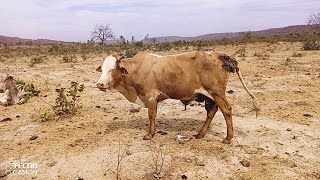 LA DERMATOPHILOSE OU STREPTOTHRICOSE BOVINE AU MALI [upl. by Orapma317]