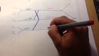 Brachial Plexus in 5 minutes [upl. by Idnac]